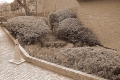 DSCF0001-1.jpg