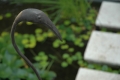 DSC_0095.JPG