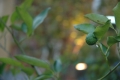 DSC_0119.JPG
