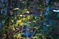 DSC_0125.JPG